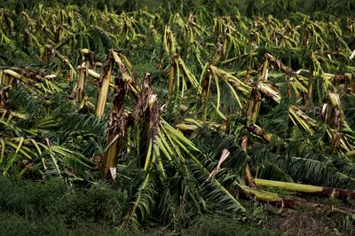 Fiona destroyed most of Puerto Rico's plantain crops — a staple for people's diet