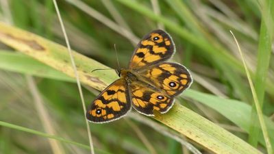 Butterfly spotter's guide for south-eastern Australia as spring carnival begins