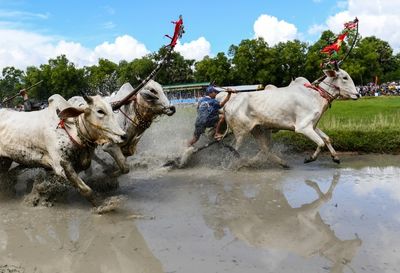 Fed on eggs and beer, Vietnam's oxen race in muddy festival