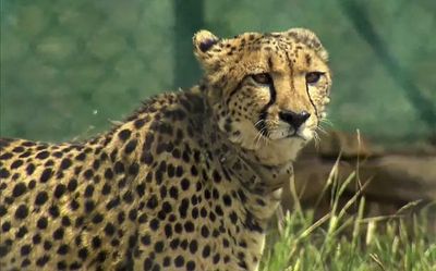 Project Cheetah to do wonders for Rajasthan tourism, hope experts