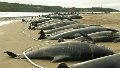 Whale carcasses towed out to sea after mass stranding on Tasmania's west coast