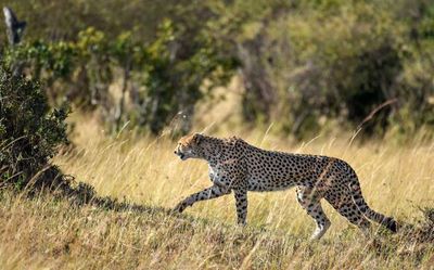 In Frames | African safari