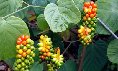 Plant a spectacular native with tropical looks