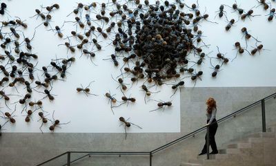 Cleaners at Amsterdam gallery ordered to let insects run wild in name of art