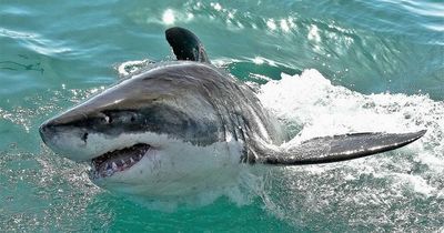 Woman killed by great white shark as she went out for early morning swim