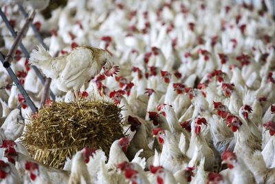 Swiss reject initiative to ban factory farming