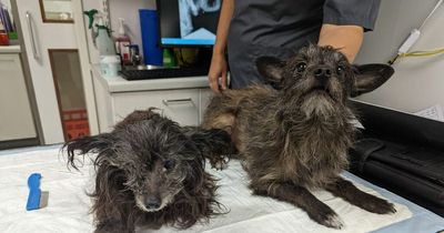 New life for dogs cruelly dumped by the side of the road on hottest day in UK history