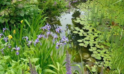 Flood gardens to combat drought and biodiversity loss, says Natural England