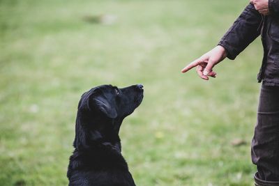 Why experts are re-thinking dog training