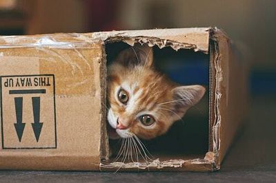 Why do cats love cardboard boxes? Pet experts decode the obsession