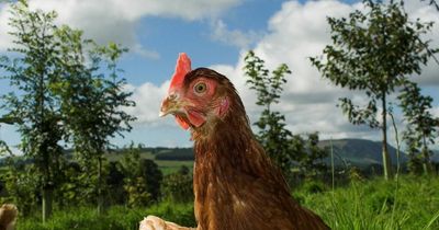 High Court battle in attempt to ban fast-bred 'Franken chickens'