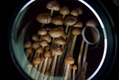 'Transformative insights': magic mushroom treatment for depression