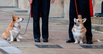 Two of the Queen's beloved corgis 'were by her side as she lay on her deathbed'