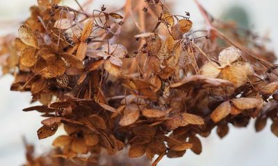 Country diary: Drought has turned the garden into a wasteland