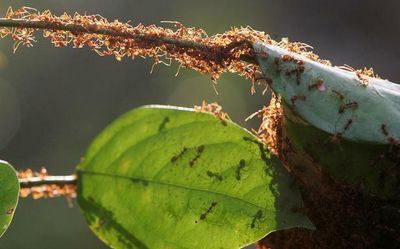 Earth harbours 20,000,000,000,000,000 ants – and they weigh more than wild birds and mammals combined