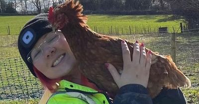 Animal lover faces losing roosters after neighbours complain about early morning crowing