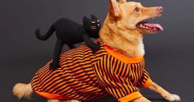 PrettyLittleThing launch dog Halloween outfits with prices starting from just £4