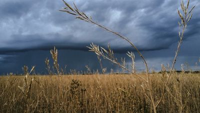 French mustard growers to double production in wake of market collapse