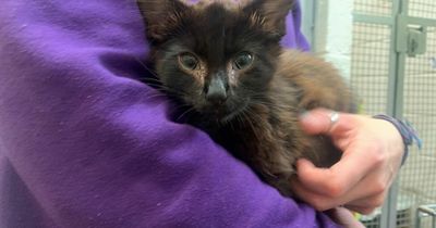 Kitten infested with maggots found dumped in bin bag near Scots rail line