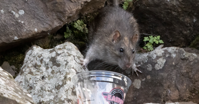 Resident spots giant Edinburgh 'super-rat' feasting on milkshakes at beauty spot
