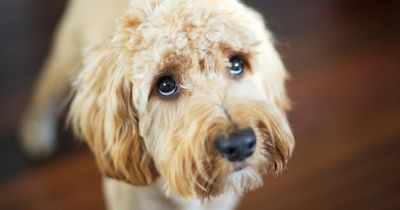 Dog keeps eating owner's bible - and everyone is making the same joke