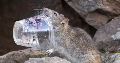 'Super-rat' feasts on milkshakes tossed by careless litterbugs at Edinburgh beauty spot