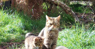 Hugely successful first breeding season at Saving Wildcats conservation centre