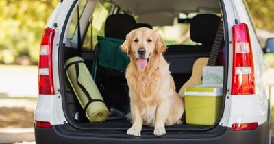 Drivers warned as pet dogs could stop your car from passing its MOT test