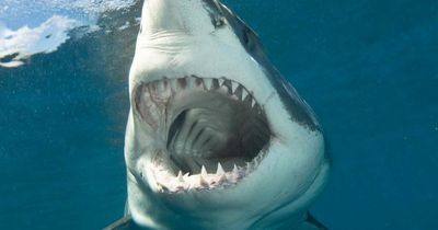 Woman, 39, killed in deadly shark attack as she went out for early morning swim in South Africa