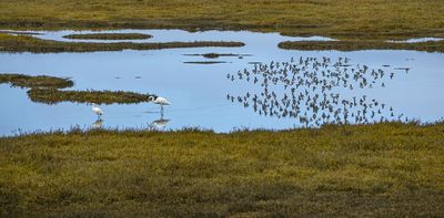 Which wetlands should receive federal protection? The Supreme Court revisits a question it has struggled in the past to answer