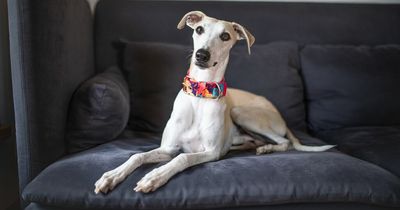 Mum praises 32p household item she claims stops your house smelling like dog
