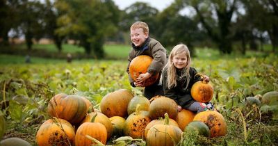 Halloween 2022: Where to pick your own pumpkins in and around Bristol