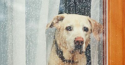 'I sold my partner's dog behind her back - he'll be happier with someone else'
