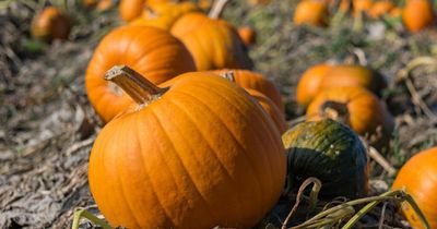 Halloween 2022: Where to go pumpkin picking in Scotland