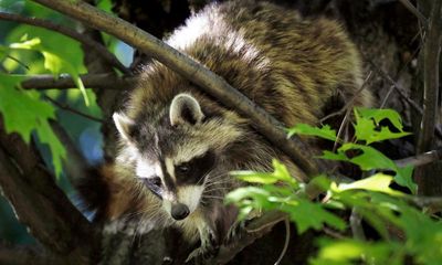Rescuer of bar-going raccoon arrested for unlawful possession of furbearer