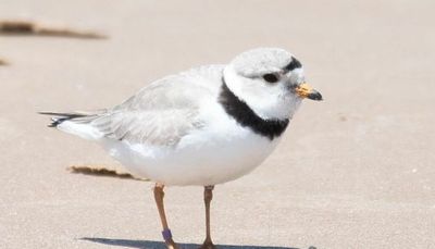Montrose Beach bird-watchers look to next summer in hopes piping plover Imani will return, mate