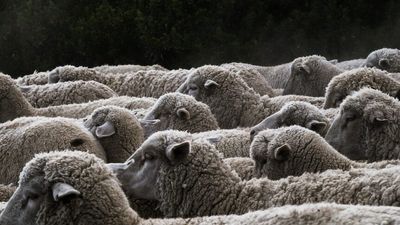 Prime minister's senior farm adviser an ex-campaigner for GetUp who called for end to 'cruel' live animal exports
