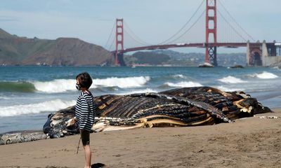 Ships are turning whales into ‘ocean roadkill’. This AI system is trying to stop it
