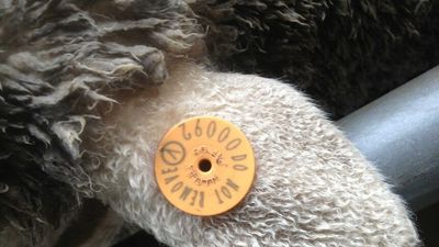 January 2025 deadline set for mandatory e-tagging of sheep and goats around Australia