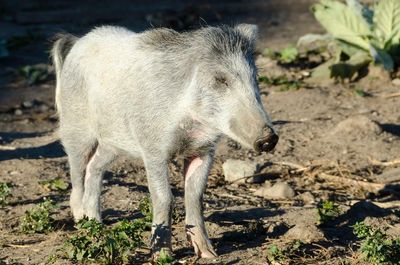 ‘It’s a murder scene’: feral pigs torment residents in New Zealand capital