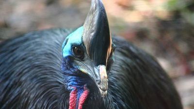 Southern cassowary population discovered in northern Cape York for first time in 40 years