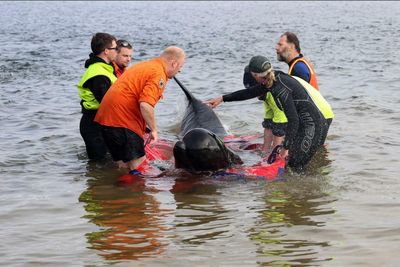 44 pilot whales rescued and returned to sea after mass stranding at Tasmanian beach