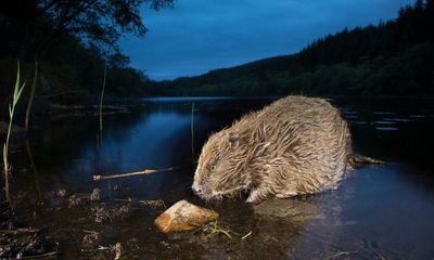 Back from the brink: how bison, bears and beavers returned to Europe