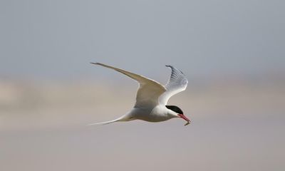 Country diary: A cruel end to an arctic tern’s epic travels