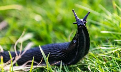 Slug numbers appear to shrivel after UK heatwave