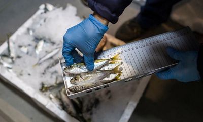 Weak controls failing to stop illegal seafood landing on EU plates, investigation shows