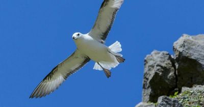 Scientists find 45-year-old seabird, oldest ever recorded in UK