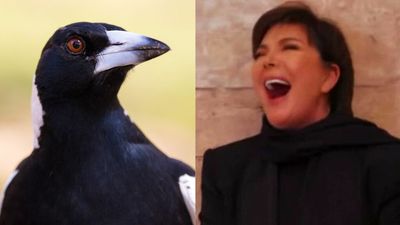 Magpies Are Out For Swooping Season So Here’s What That Means For Your Star Sign