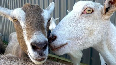 Goat 'lawnmowers' proposed as alternative to chemical weed killers in Adelaide council area