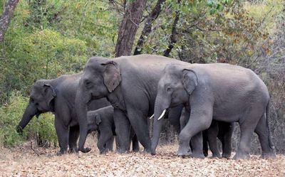 Elephants re-colonise Bandhavgarh Tiger Reserve, helped by the local community